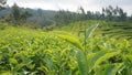 Focus close up tea leaves nature landscape in West Java Indonesia 7355