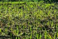 Focus and clurred of green small trees grow up from the soil