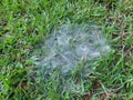 Focus on cobweb of grass spider on green yard, macro