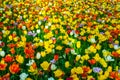 Focus colorful tulips in garden,Sun shine to beautiful tulips in the spring time ,bright sun light to tulips flowers good natural Royalty Free Stock Photo