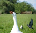 Focus on creepy hissing domesticated goose