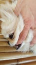 Focus at Cute Pekingese Dog relaxing on Bamboo Floor Mats and playing with owner and bit owner`s finger Royalty Free Stock Photo