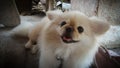 Focus at Cute Pekingese Dog relaxing on the floor, feel sleeping and look at camera Royalty Free Stock Photo