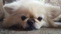Focus at Cute Pekingese Dog relaxing on the floor, feel sleeping and look at camera Royalty Free Stock Photo