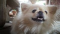 Focus at Cute Pekingese Dog relaxing on the floor, feel sleeping and look at camera Royalty Free Stock Photo