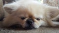 Focus at Cute Pekingese Dog relaxing on the floor, feel sleeping and look at camera Royalty Free Stock Photo