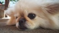 Focus at Cute Pekingese Dog relaxing on the floor, feel sleeping and look at camera Royalty Free Stock Photo