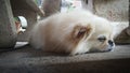 Focus at Cute Pekingese Dog relaxing on the floor, feel sleeping and look at camera Royalty Free Stock Photo