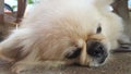 Focus at Cute Pekingese Dog relaxing on the floor, feel sleeping and look at camera Royalty Free Stock Photo