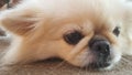 Focus at Cute Pekingese Dog relaxing on the floor, feel sleeping and look at camera Royalty Free Stock Photo