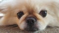 Focus at Cute Pekingese Dog relaxing on the floor, feel sleeping and look at camera Royalty Free Stock Photo