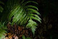 Focus determined. fern leaf close-up in the forest in dark across leaves. Macro photo. Natural background