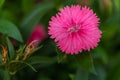 Focus Dianthus barbatus pink or Sweet William blooming in garden