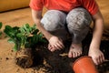 Focus on dirty child knees. The knees collects soil from a flowerpot