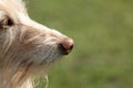 focus on dog nose, blurred background, podenco