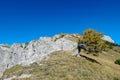Foelzkogel - Focus of dry barren lone tree on rock with scenic view of untamed Hochschwab mountain region, Styria, Austria Royalty Free Stock Photo