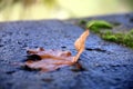 Focus on dry leaf on wet stone, with green moss in the background Royalty Free Stock Photo