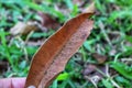 focus on dry leaves the beauty of one beautiful destination palembang indonesia Royalty Free Stock Photo