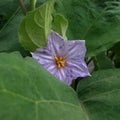 Focus Eggplants flower Royalty Free Stock Photo