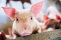 Focus is on eye. Shallow depth of field. pigs at the farm. Royalty Free Stock Photo