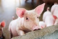 Focus is on eye. Shallow depth of field. pigs at the farm. Royalty Free Stock Photo