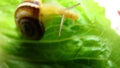 Snail | Focus on the eyes