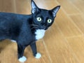 Focus of face of black furry playful cat staring at something. Pet and playful concept. Royalty Free Stock Photo