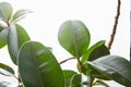 Focus of ficus green leaves on