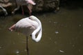 Focus In Flamingo Birds While Sleepy For Design In Your Work Animal