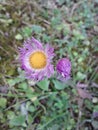 Focus flower purple yellow grass plant Royalty Free Stock Photo