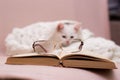 In focus in the foreground glasses. blurred white kitten lies on a knitted shawl in the background