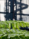 In focus in the foreground, green ferns in the garden at Cannon Bridge Roof Garden. In soft focus in the background, spiral stairs