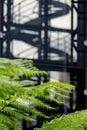 In focus in the foreground, green ferns in the garden at Cannon Bridge Roof Garden. In soft focus in the background, spiral stairs