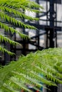 In focus in the foreground, green ferns in the garden at Cannon Bridge Roof Garden. In soft focus in the background, spiral stairs