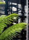 In focus in the foreground, green ferns in the garden at Cannon Bridge Roof Garden. In soft focus in the background, spiral stairs