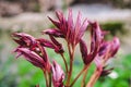 Focus on foreground of red leaves of peony