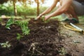 Focus on a freshly planted tomato seedling in the black soil against blurred background of a farmer bothering the ground, planting Royalty Free Stock Photo