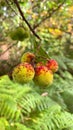 A focus on fruits Arbutus Unedo in a tree