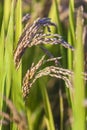 focus on rice with sunshine in autumn