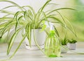 Focus on green bright water spray bottle and houseplant in big pot Chlorophytum comosum.