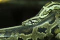 Focus on Green Burmese Python, Snake Royalty Free Stock Photo