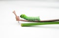 Focus of green caterpillar crawling on a leaf stalk on white background
