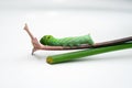 Focus of green caterpillar crawling on a leaf stalk on white background