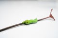 Focus of green caterpillar crawling on a leaf stalk on white backgroun