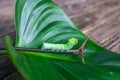 Focus of green caterpillar crawling on a leaf stalk on wooden table Royalty Free Stock Photo