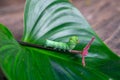 Focus of green caterpillar crawling on a leaf stalk on wooden table Royalty Free Stock Photo