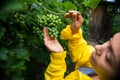 Focus on a green grape hanging on a bunch of vineyard, in the hand of a blurred woman vine grower in a yellow raincoat