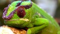 Focus on the head of a green and black chameleon