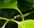 Focus on head of a multi colour caterpillar on a cinnamon branch