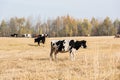 Focus of herd of cows standing